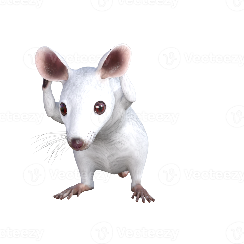 White Mouse 3d rendering png