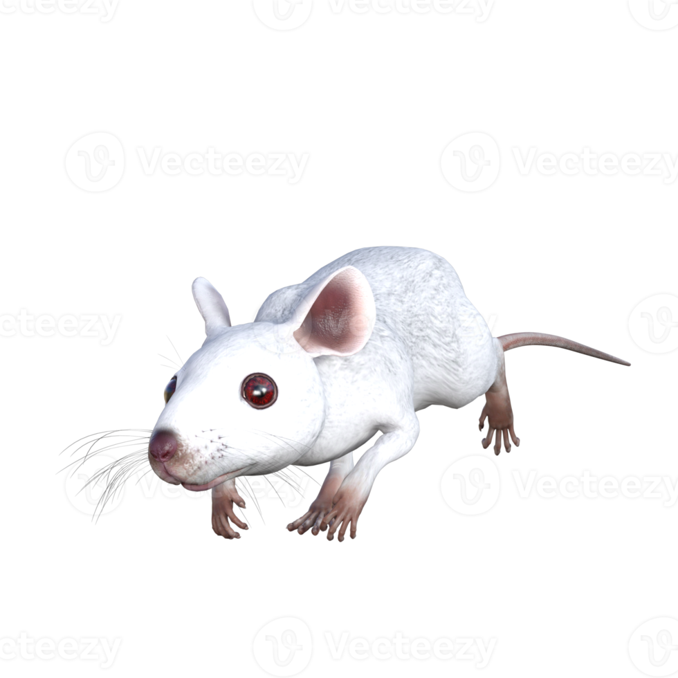 White Mouse 3d rendering png