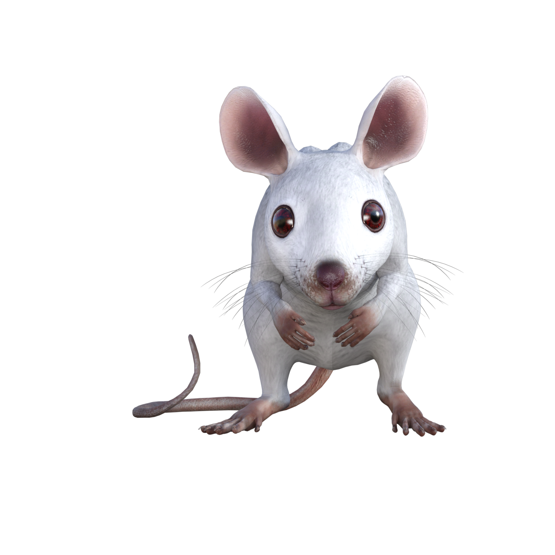 White Mouse 3d rendering 13195859 PNG