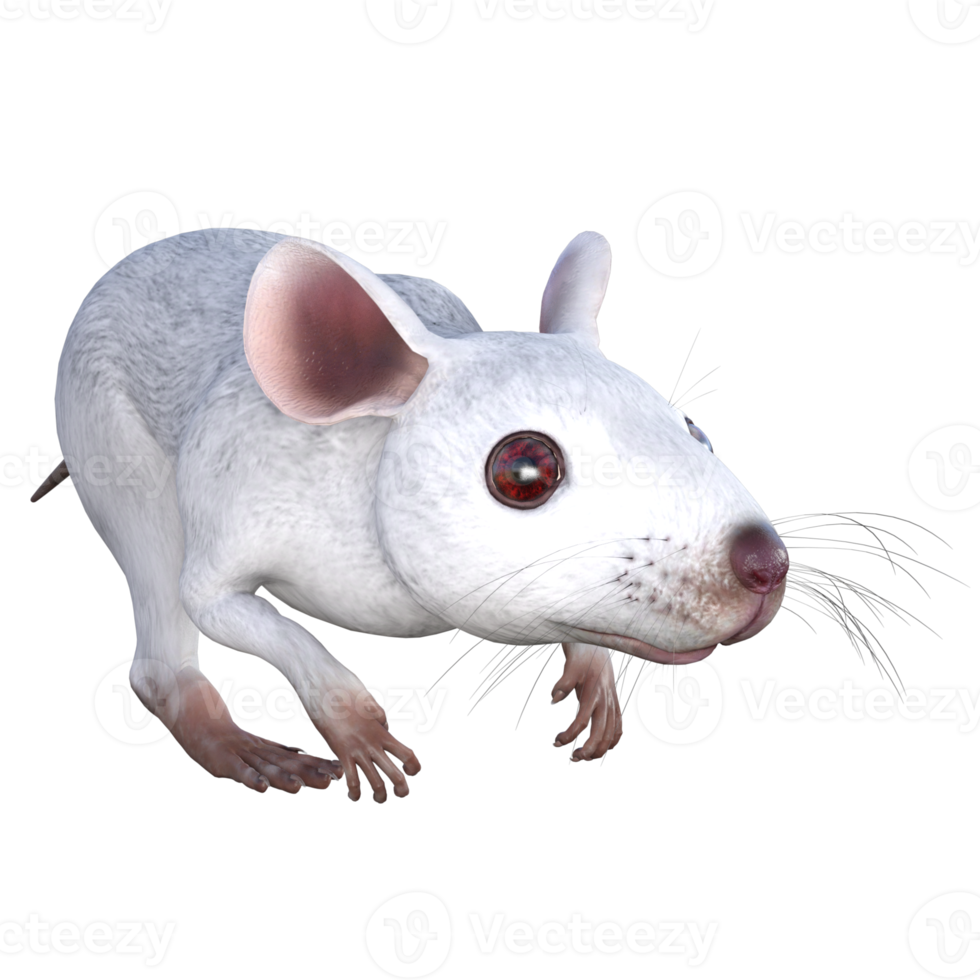 souris blanche rendu 3d 13195862 PNG