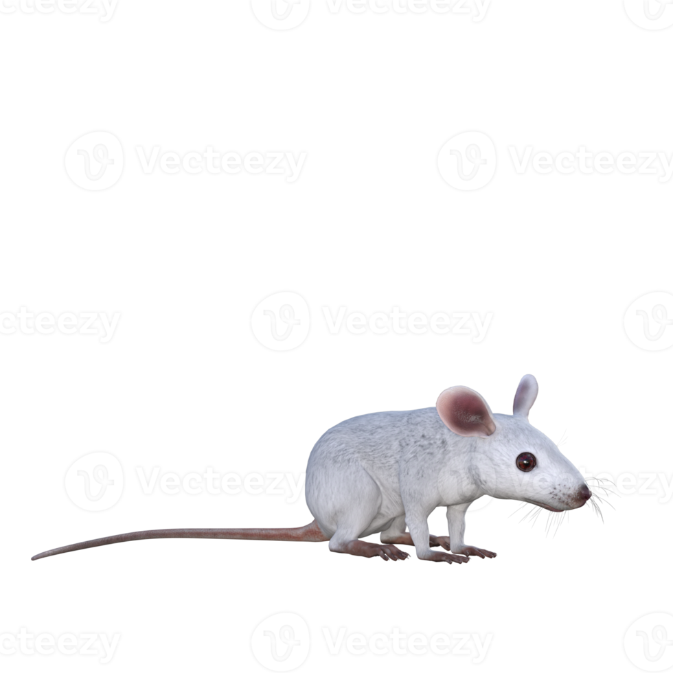 White Mouse 3d rendering png