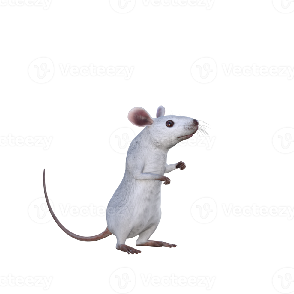 weiße maus 3d-rendering png