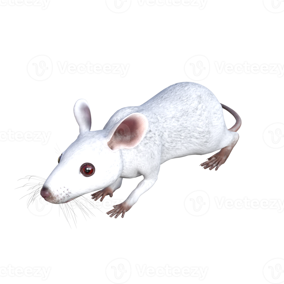 White Mouse 3d rendering png