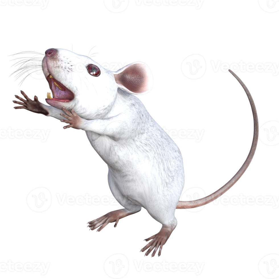 White Mouse 3d rendering png