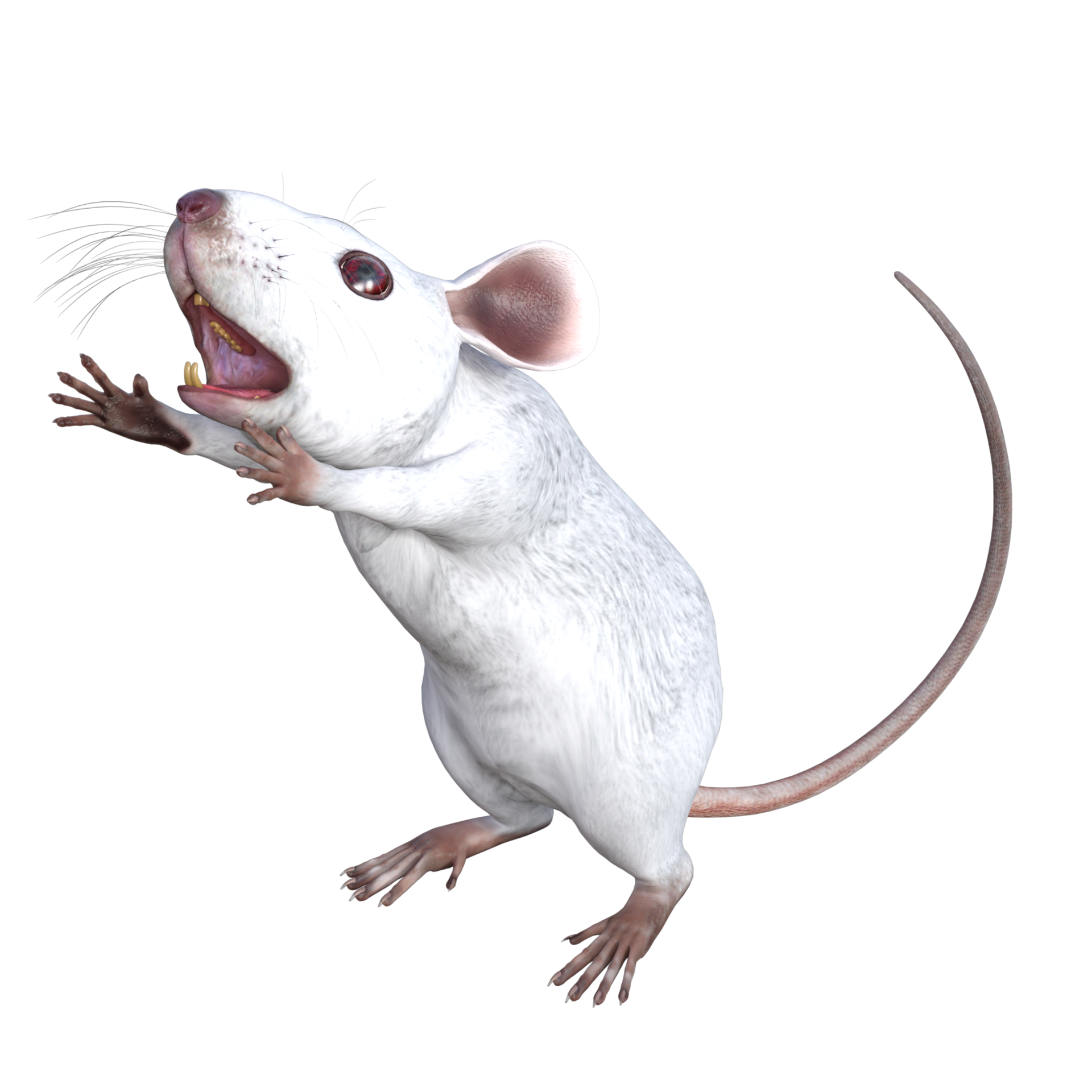 White Mouse 3d rendering 13195866 PNG White Mouse 3d rendering 13195866 PNG
