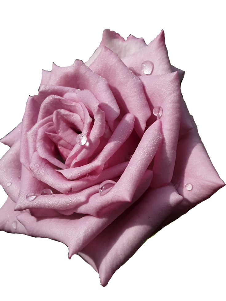 Pink rose free png. png