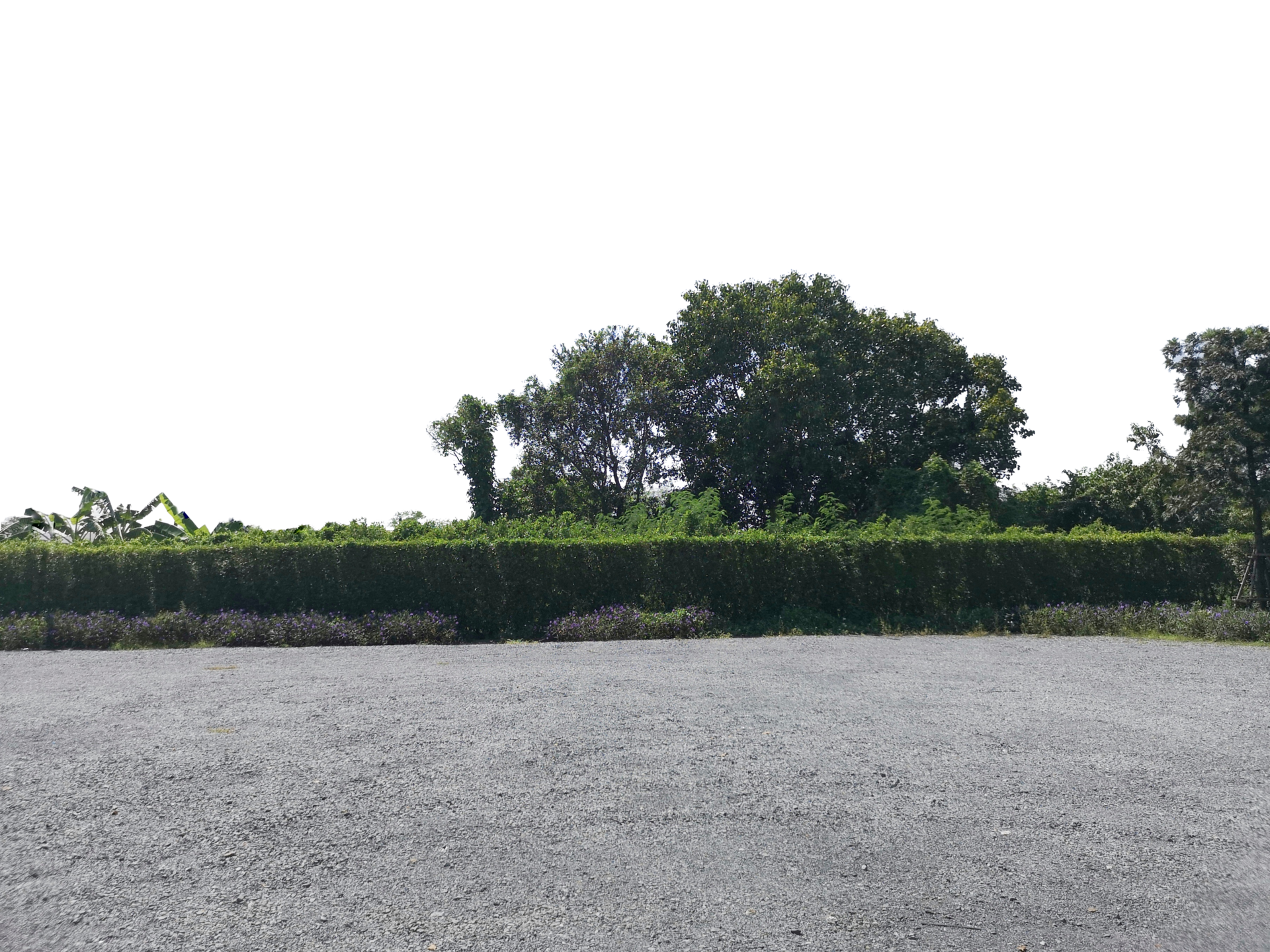 Free Parking lot sprinkled with green leaves gravel on tree bush nature  background 13201244 PNG with Transparent Background