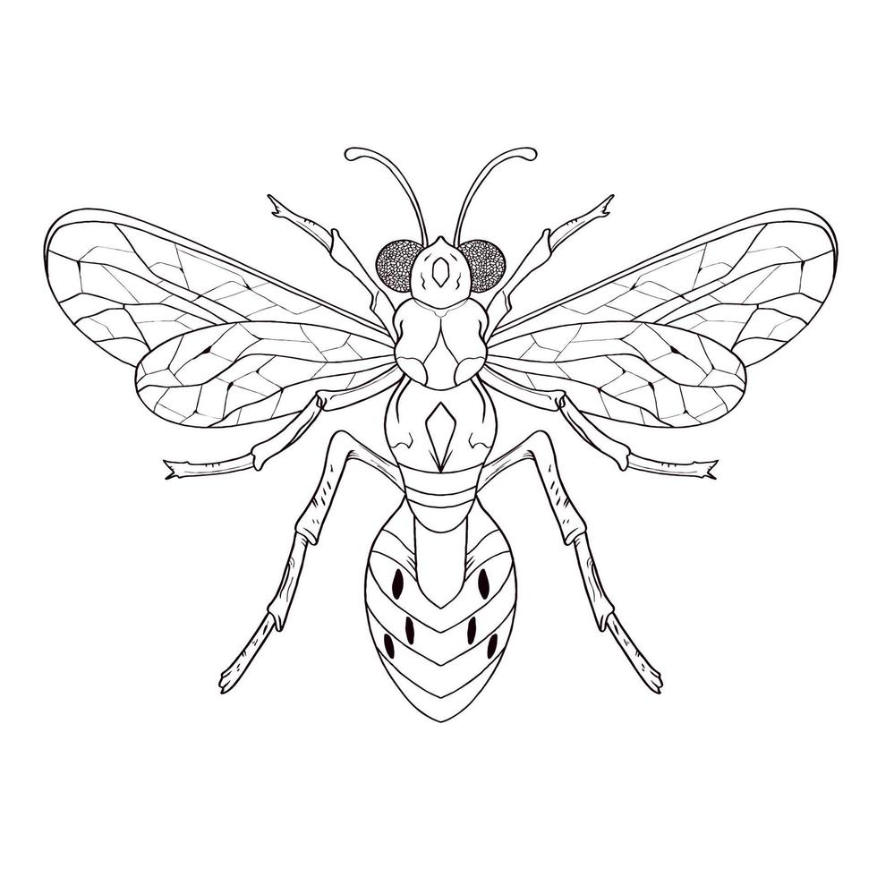 Libro de coloreado a mano insectos insectos ilustraciones vectoriales, dibujo, grabado, tinta, arte lineal. vector
