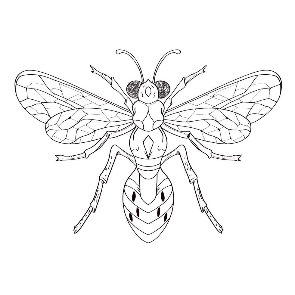 Hand Drawn Coloring Book Insects Bug vector illustrations, drawing, engraving, ink, line art.