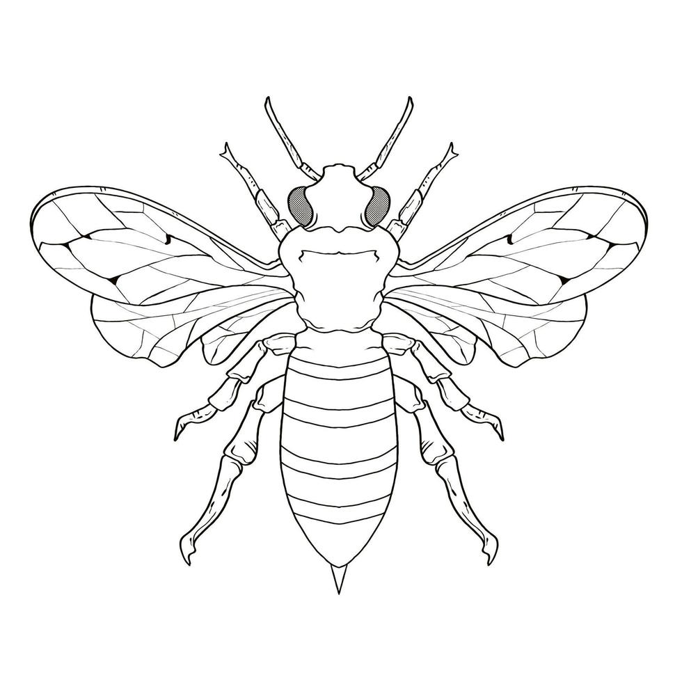 Hand Drawn Coloring Book Insects Bug vector illustrations, drawing, engraving, ink, line art.