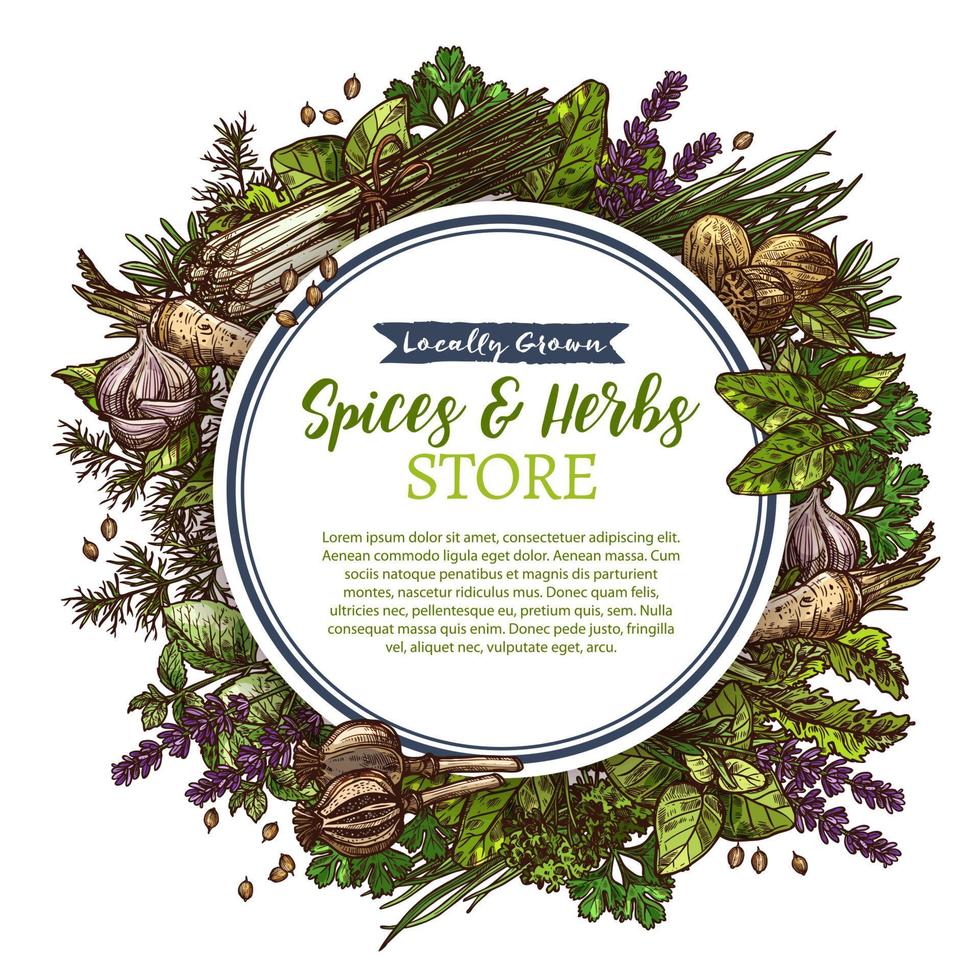 Spices and herbs farm store vector sketch poster