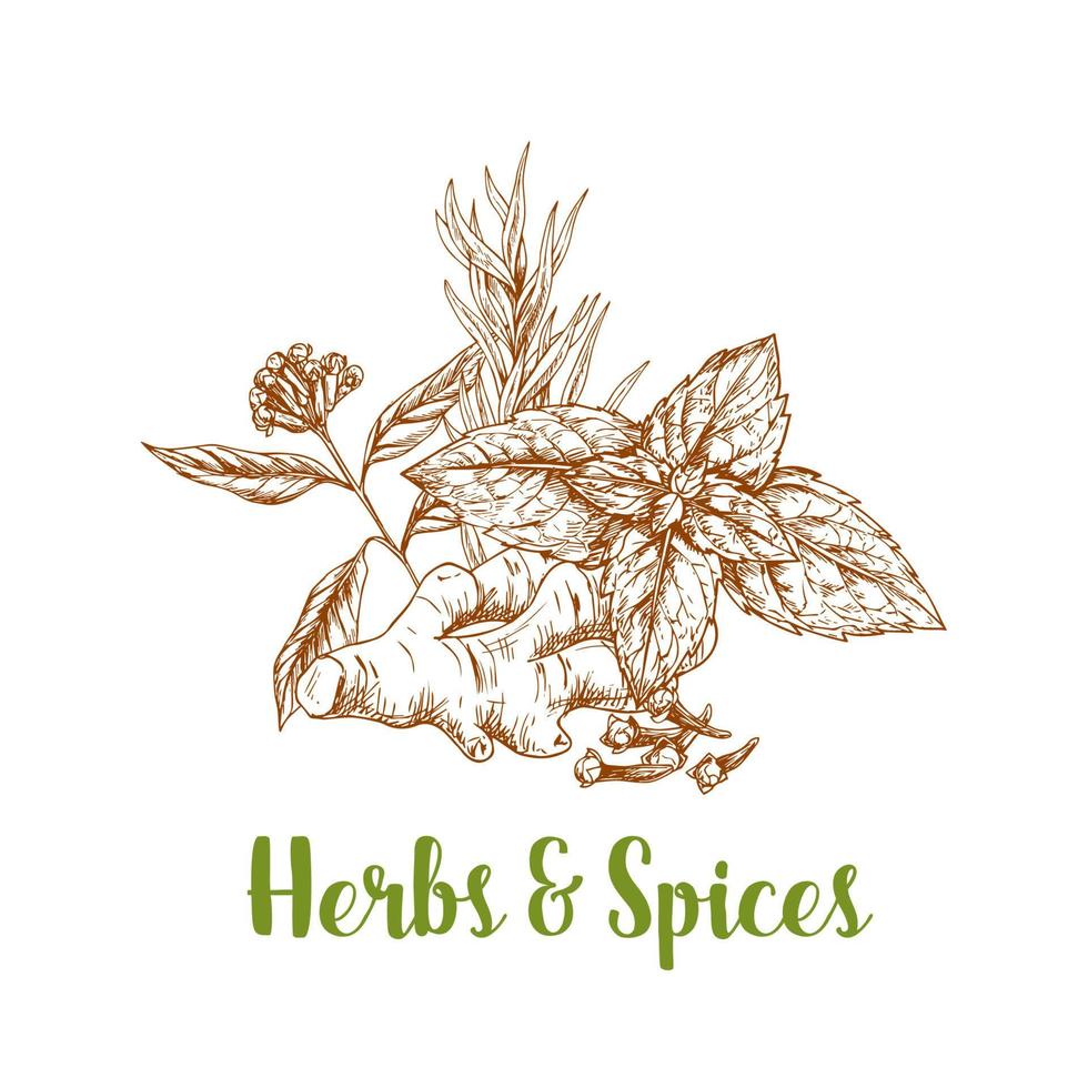 Herbs and spice sketch with rosemary, mint, ginger vector