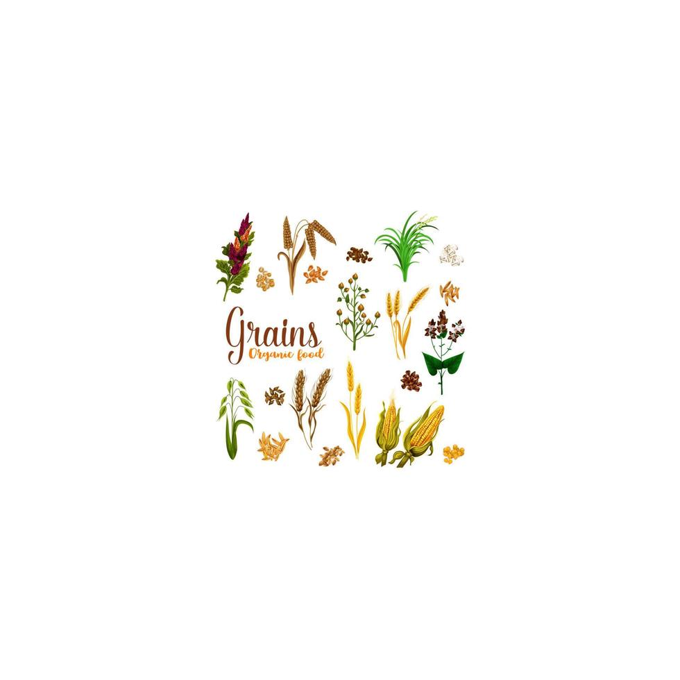 Grain seed of cereal with ear icon for food design vector