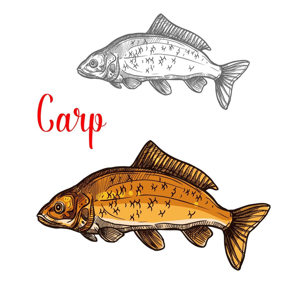 boceto de carpa de peces de agua dulce para el diseño de pesca vector