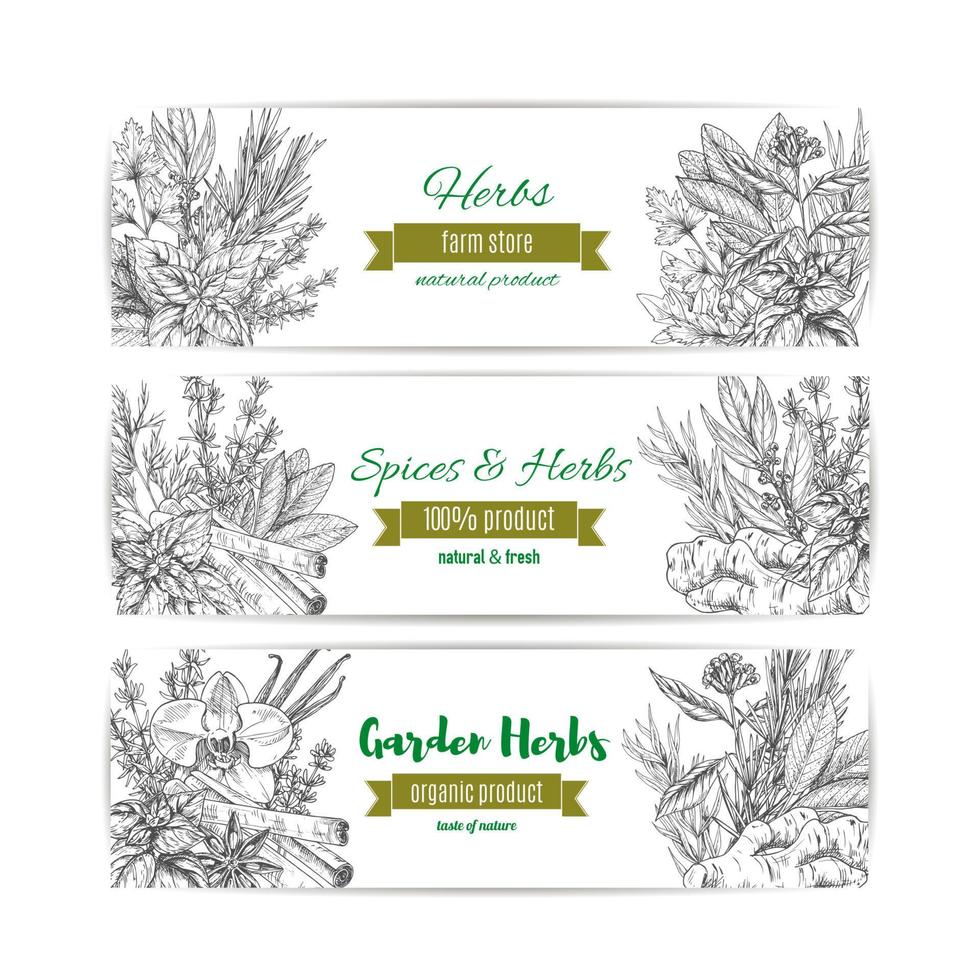 banner de hierbas y especias de jardín para el diseño de alimentos vector