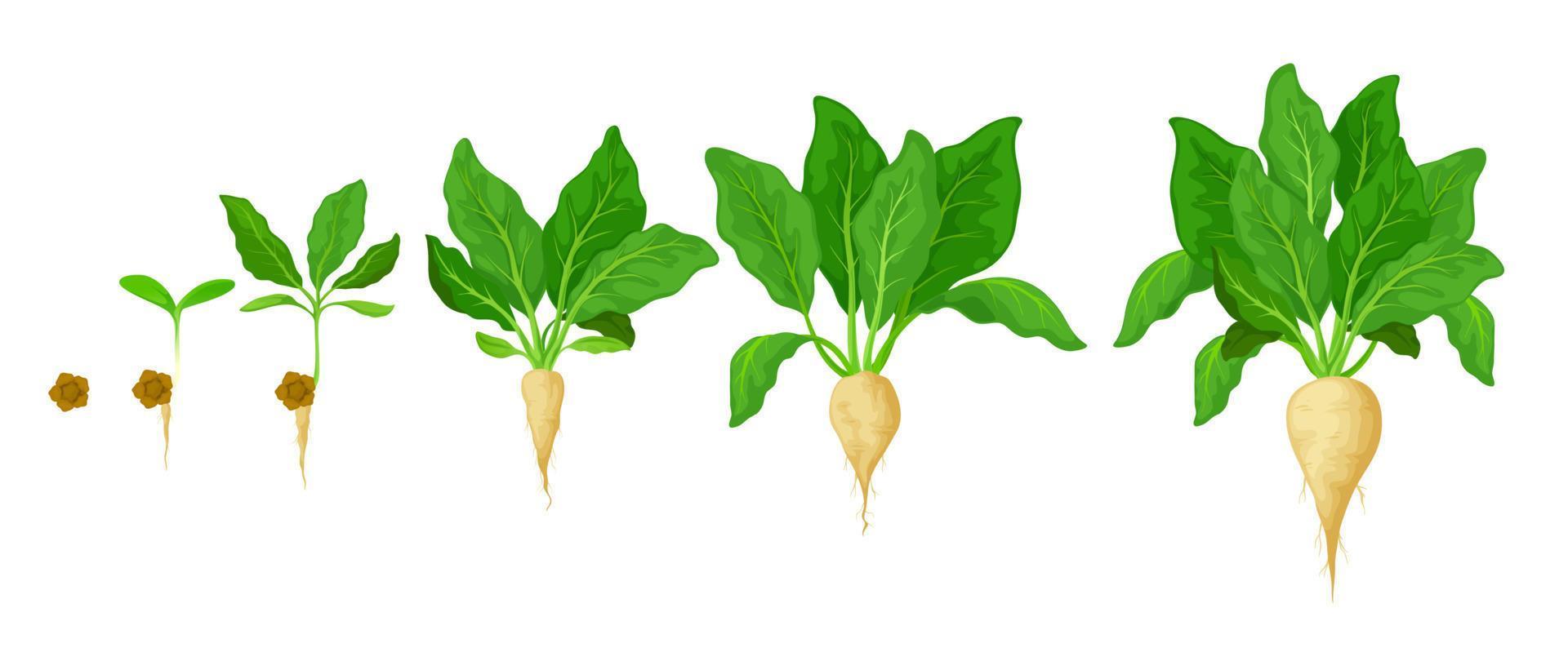 crecimiento de la remolacha azucarera, etapas de germinación vegetal vector