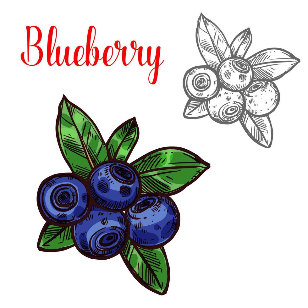 Blueberry vector sketch berry fruit icon