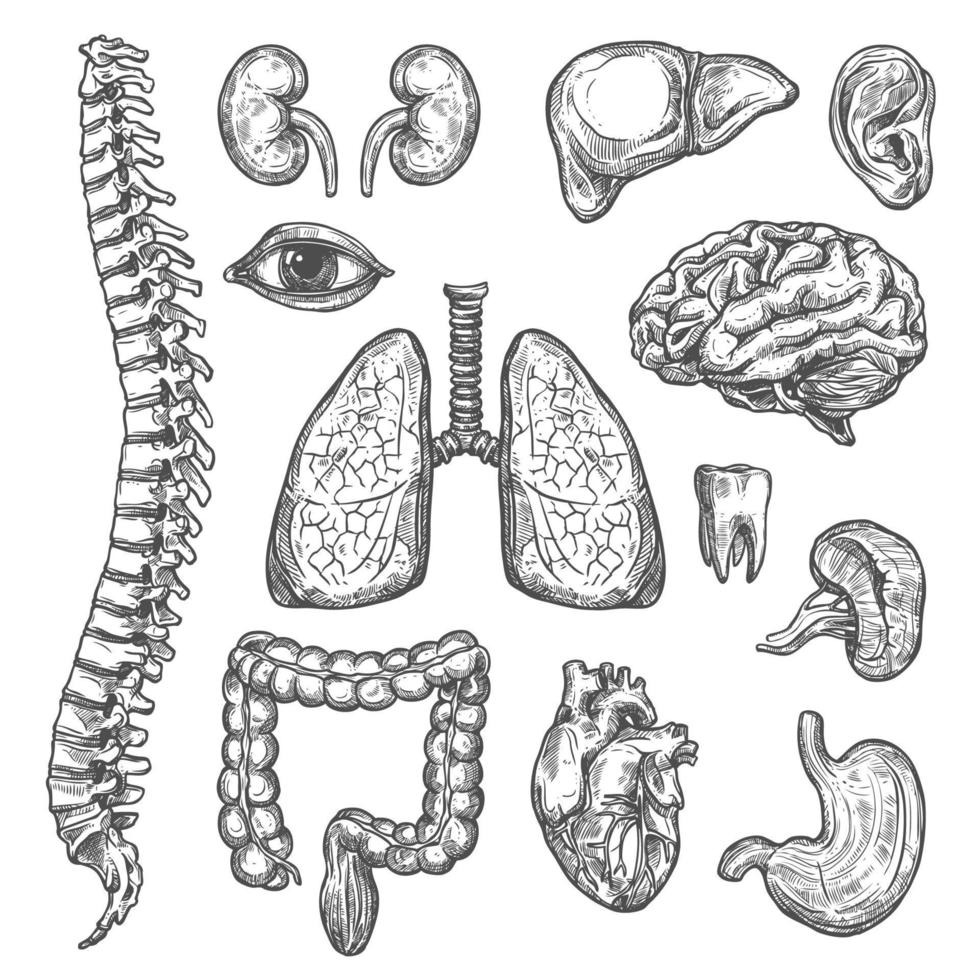 órganos humanos vector boceto cuerpo anatomía iconos