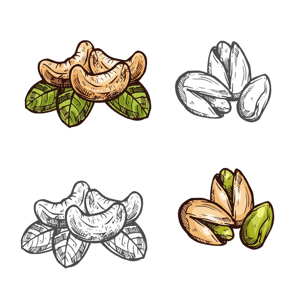 Cashew pistachio nuts vector fruits sketch icons