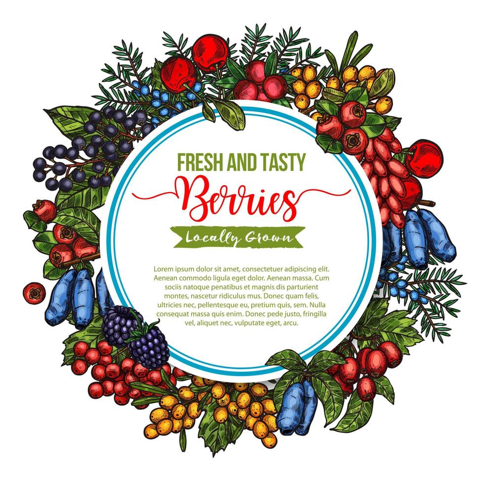 Vector natural fresh tasty berries sketch poster