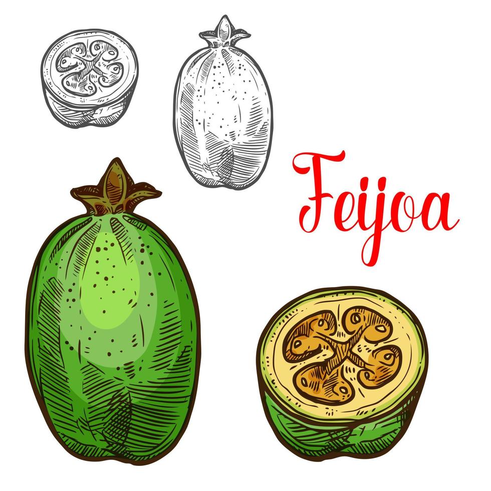 Feijoa vector sketch fruit cut icon