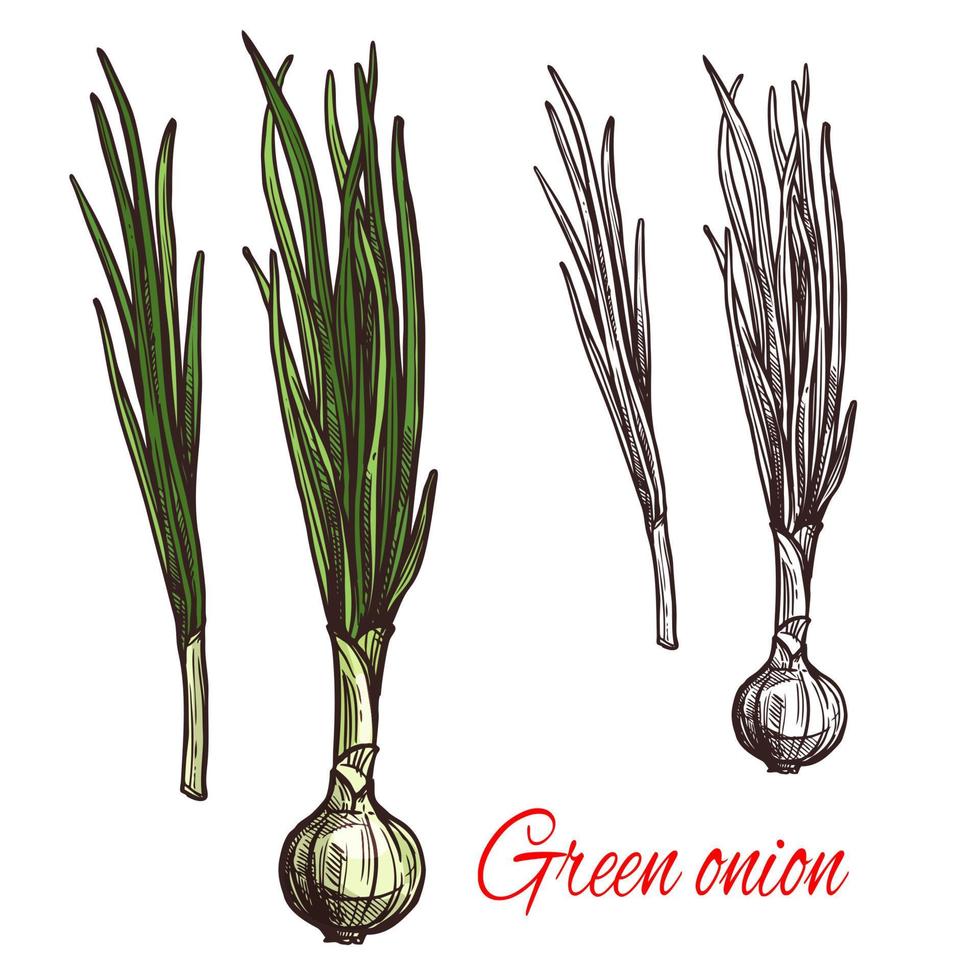 Green onion, leek or scalion vegetable sketch vector