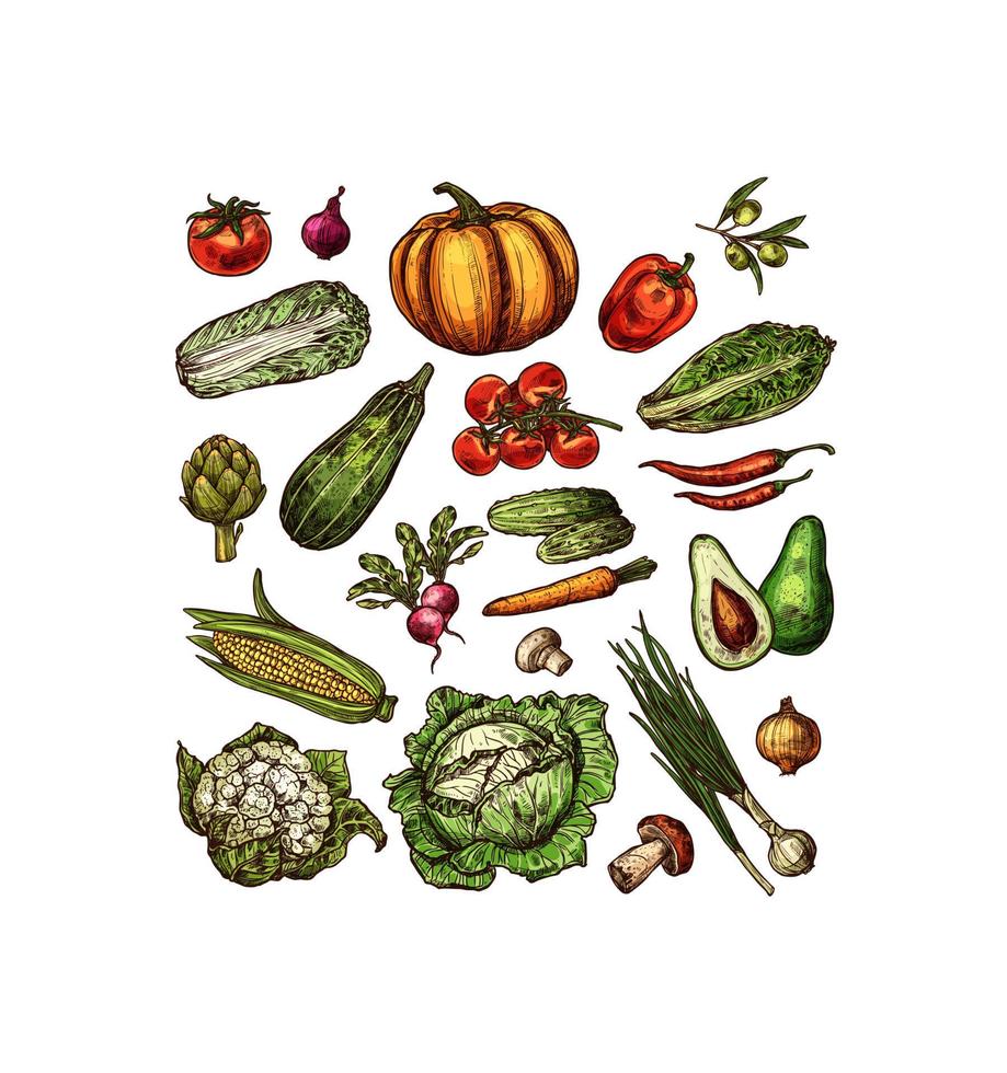 verduras, bosquejo, vector, aislado, iconos vector