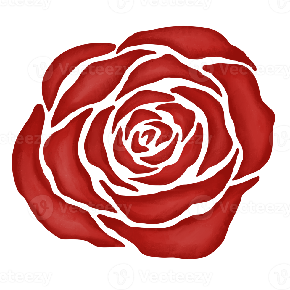 red rose flower drawing illustration png