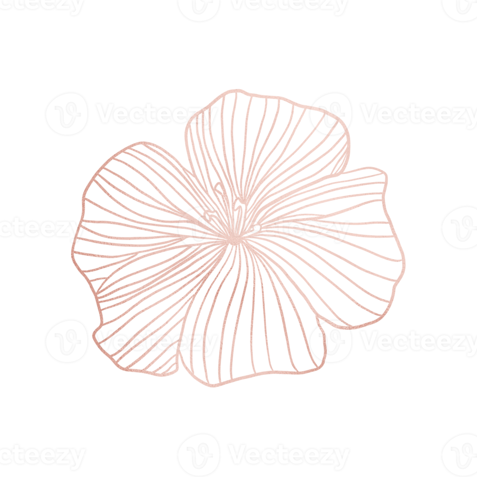 Pink Blooming Flower Outlined png