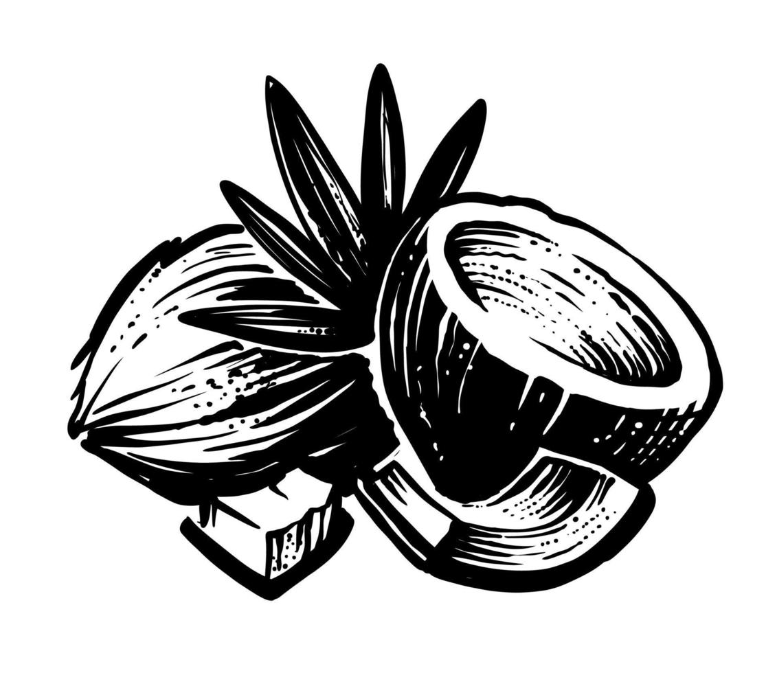 Hand drawn black coconut sketch. vector