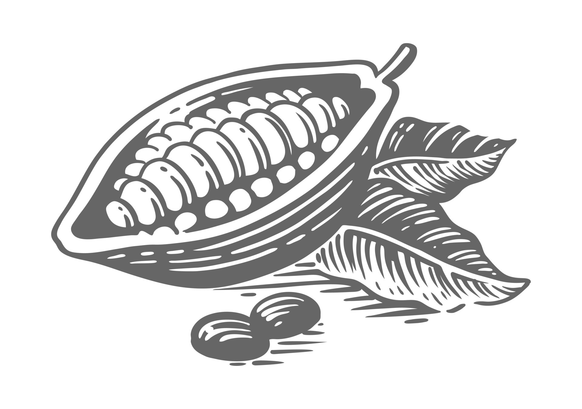 Chocolate cocoa sketch. Cocoa bean Engraved 13215784 Vector Art at Vecteezy