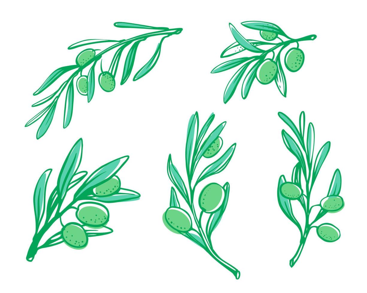 Olive tree brunch sketch. vector