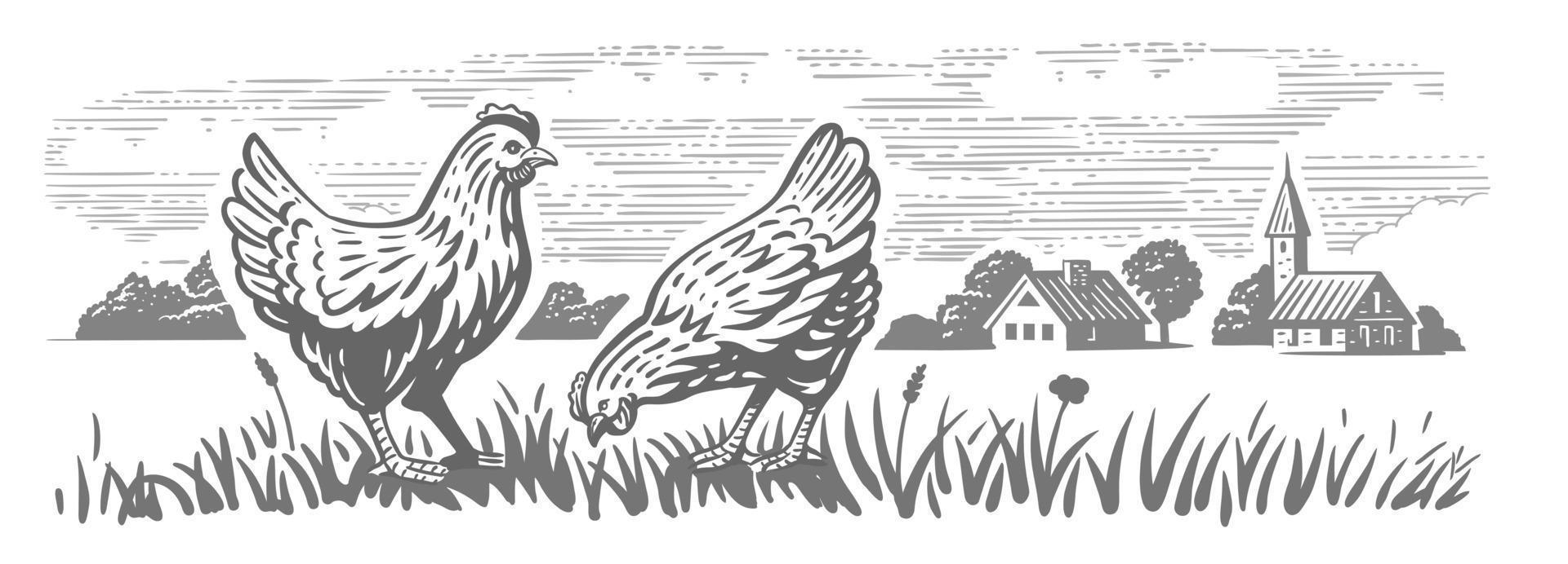 pollo en pueblo rural. paisaje de granja orgánica vector