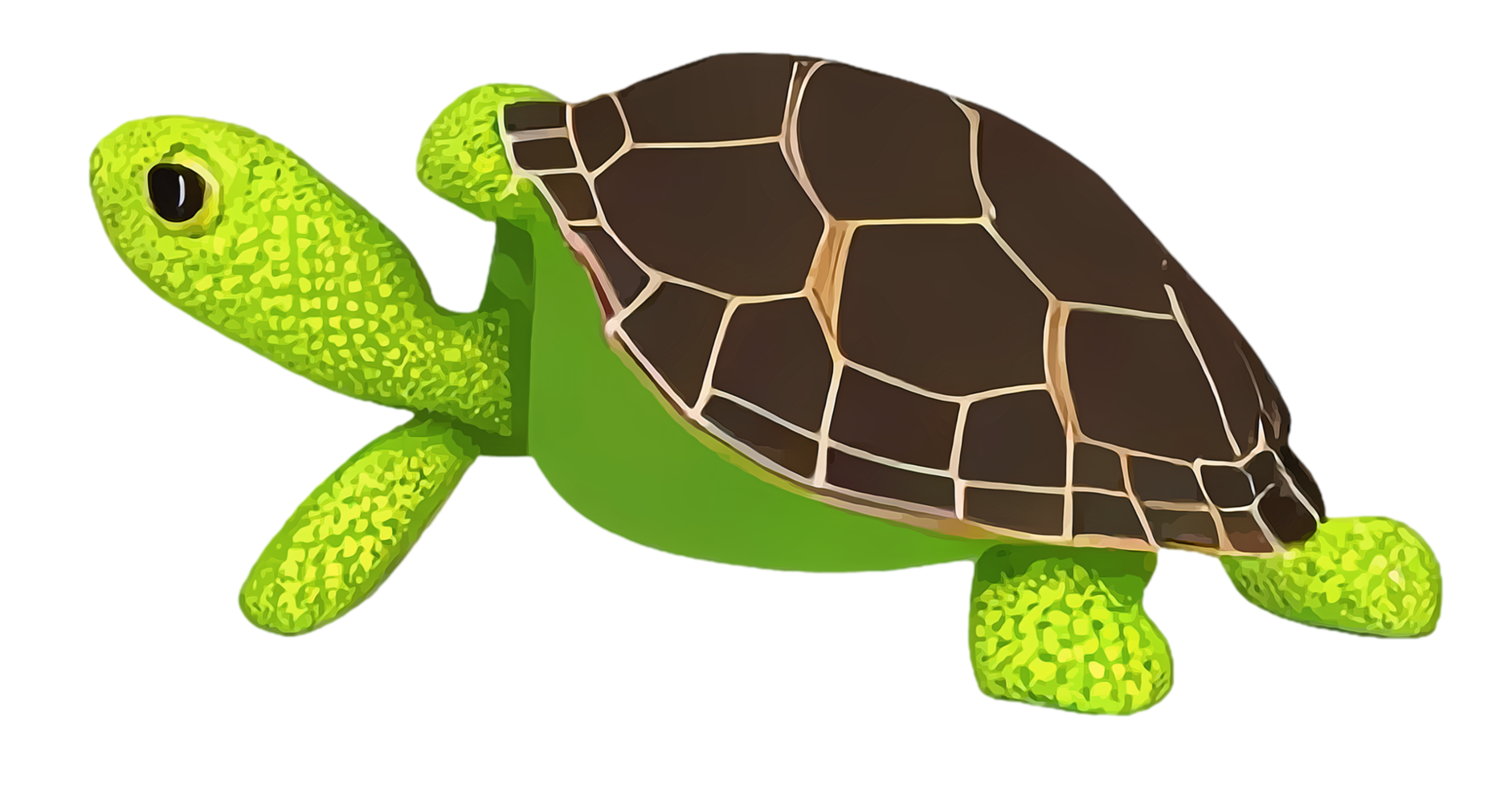 tartaruga tartaruga bonito png