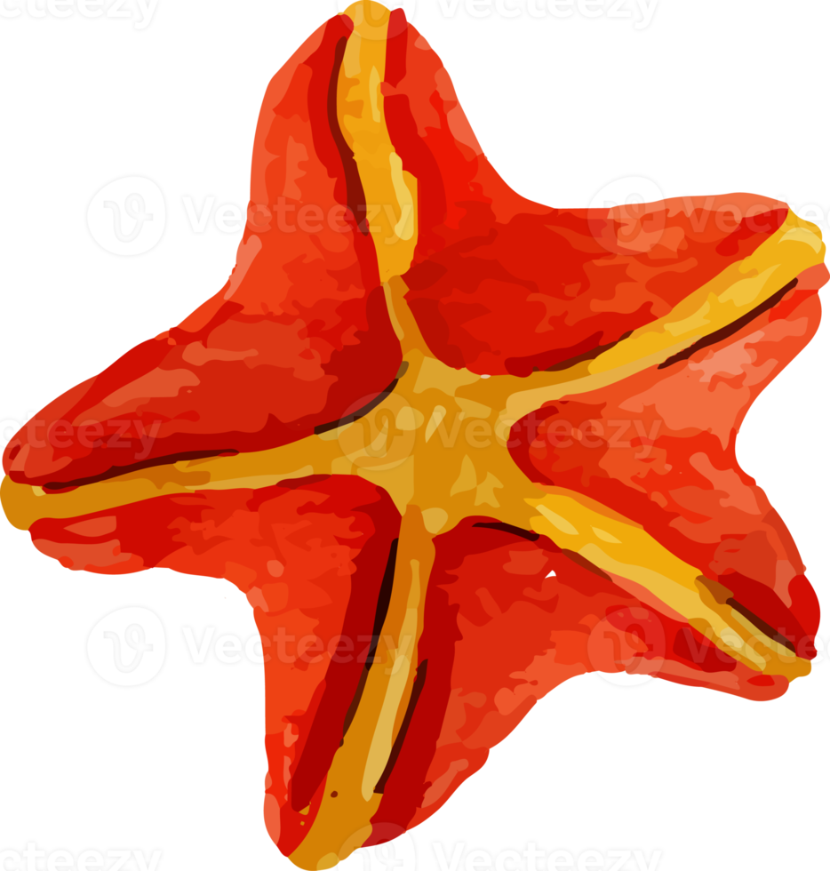 estrella de mar acuarela ilustración clip art png