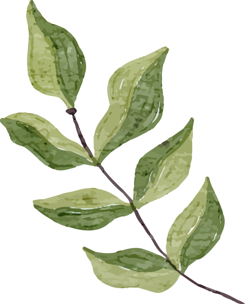 clipart de acuarela de hojas verdes png