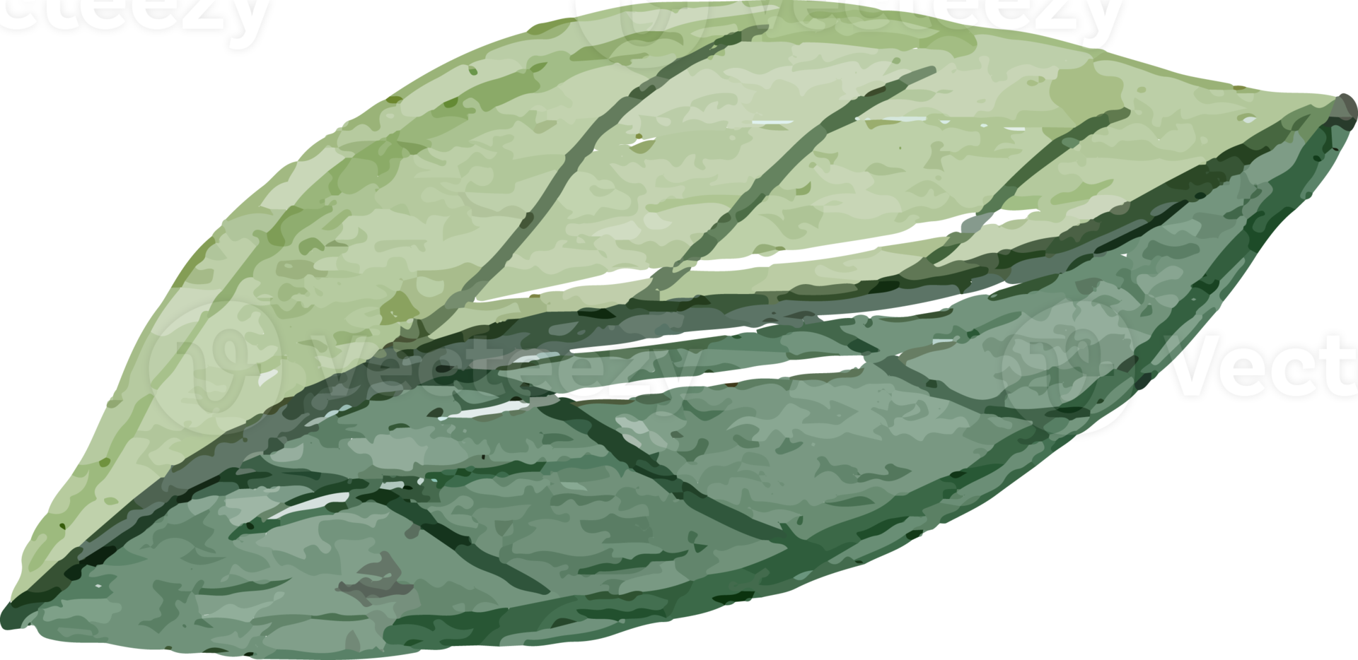 clipart de aquarela de folha png