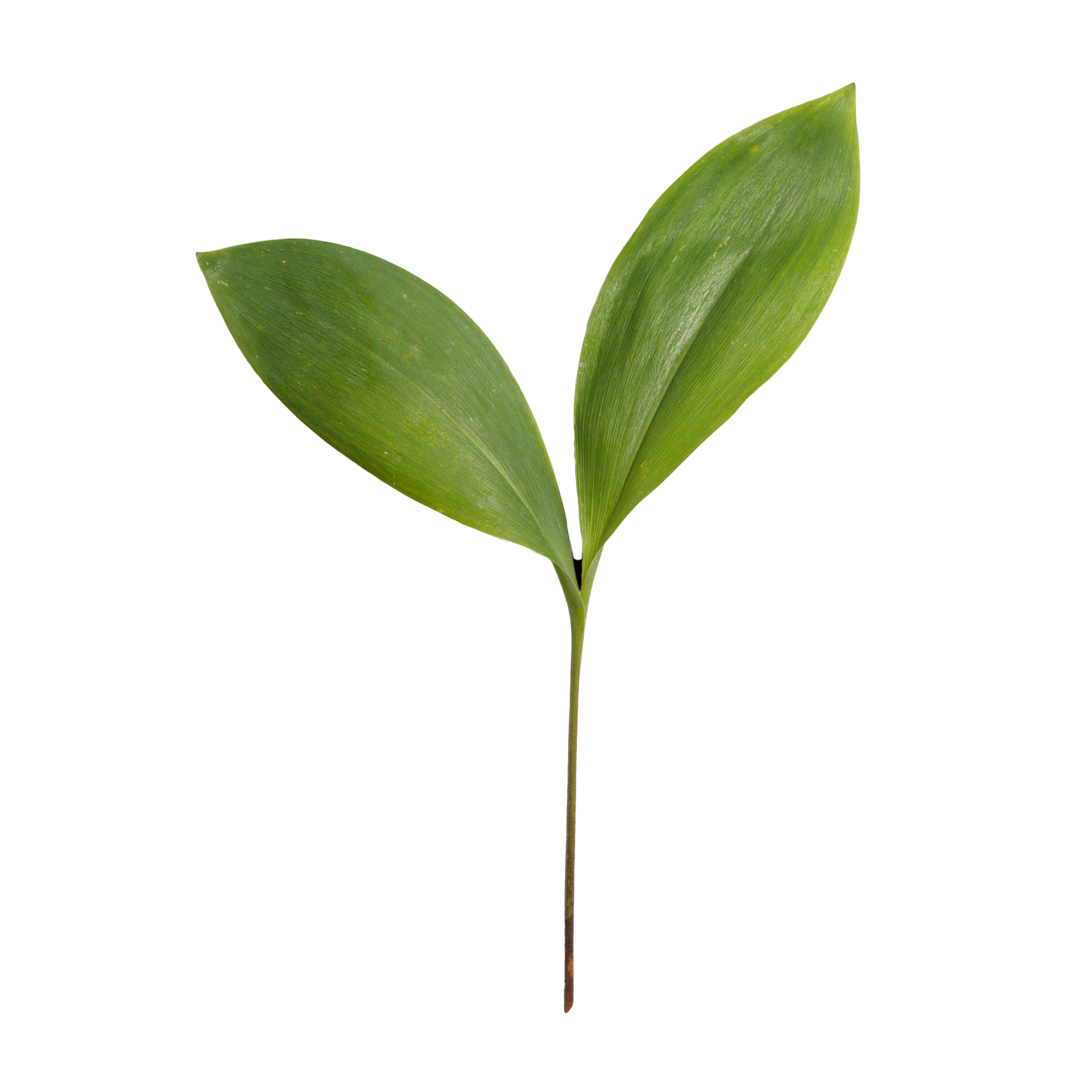leaf transparent background 13218082 PNG