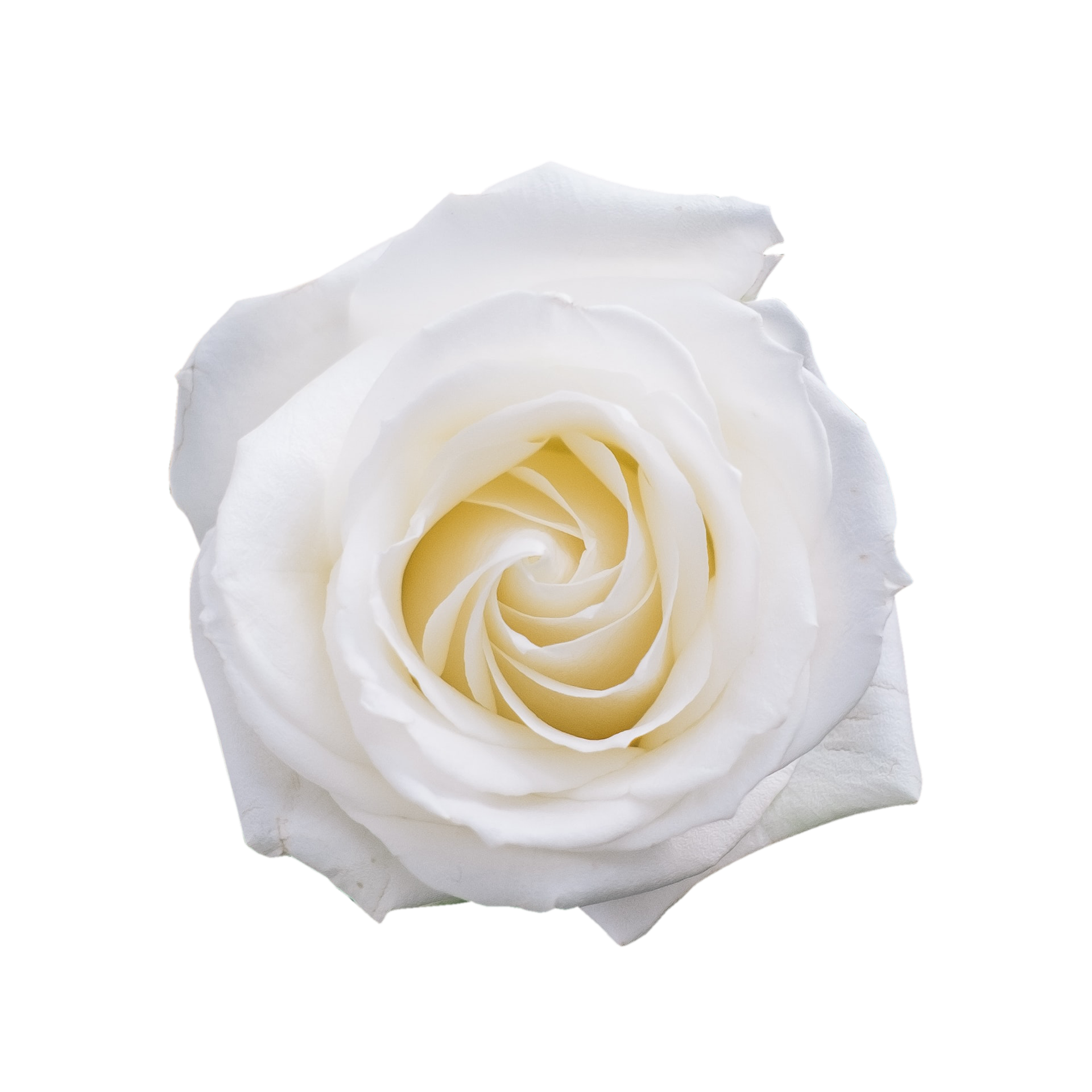 white rose transparent 13218083 PNG