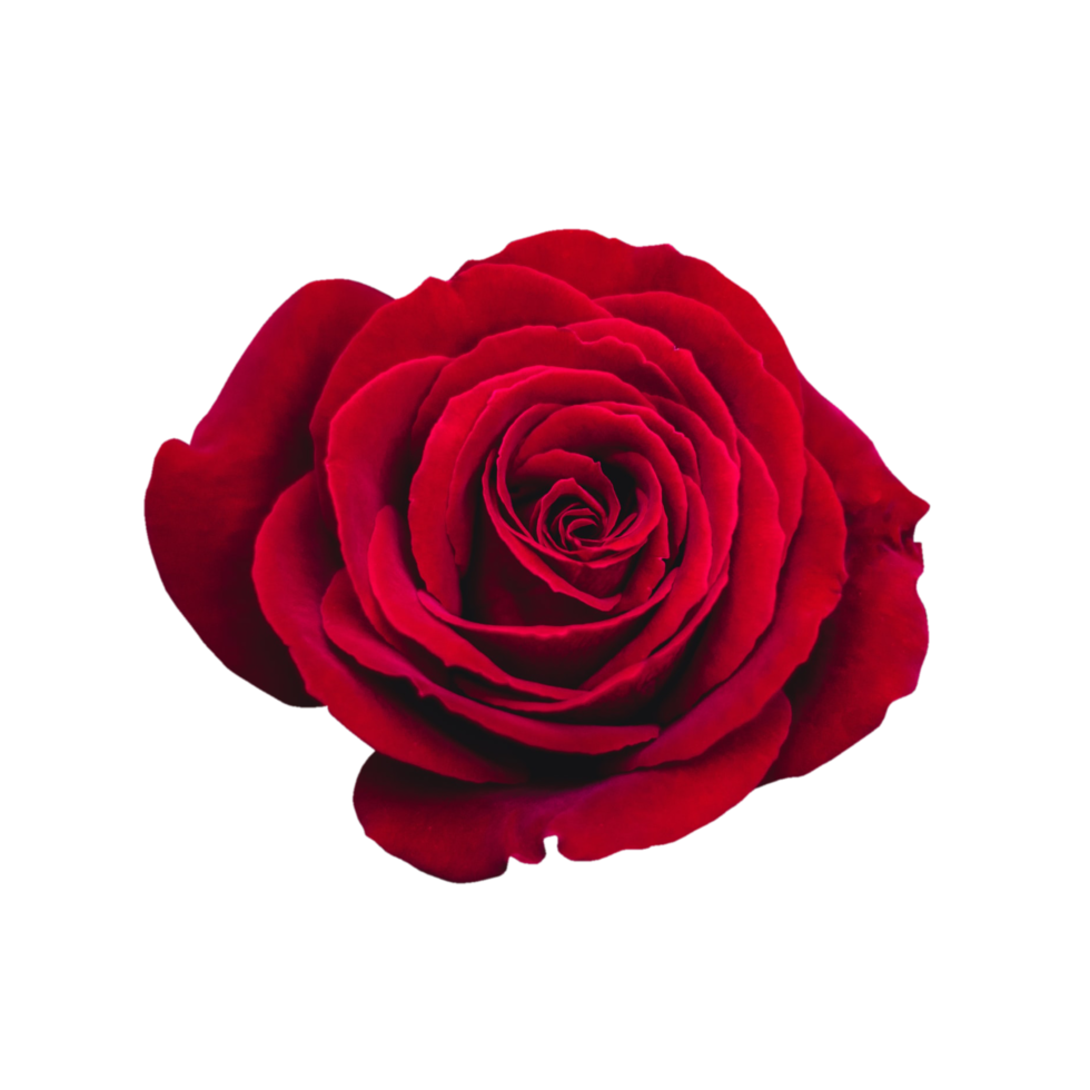 rosa vermelha transparente png