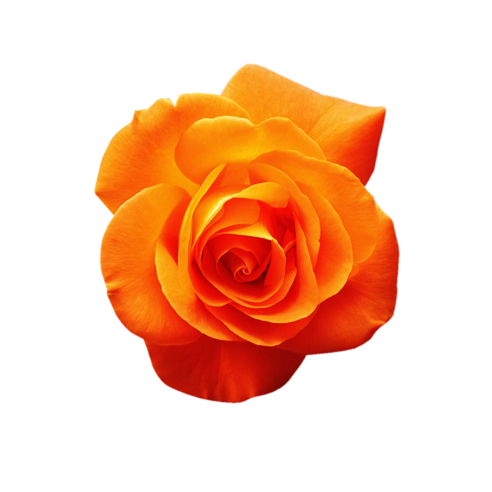 orange reste sig transparent png