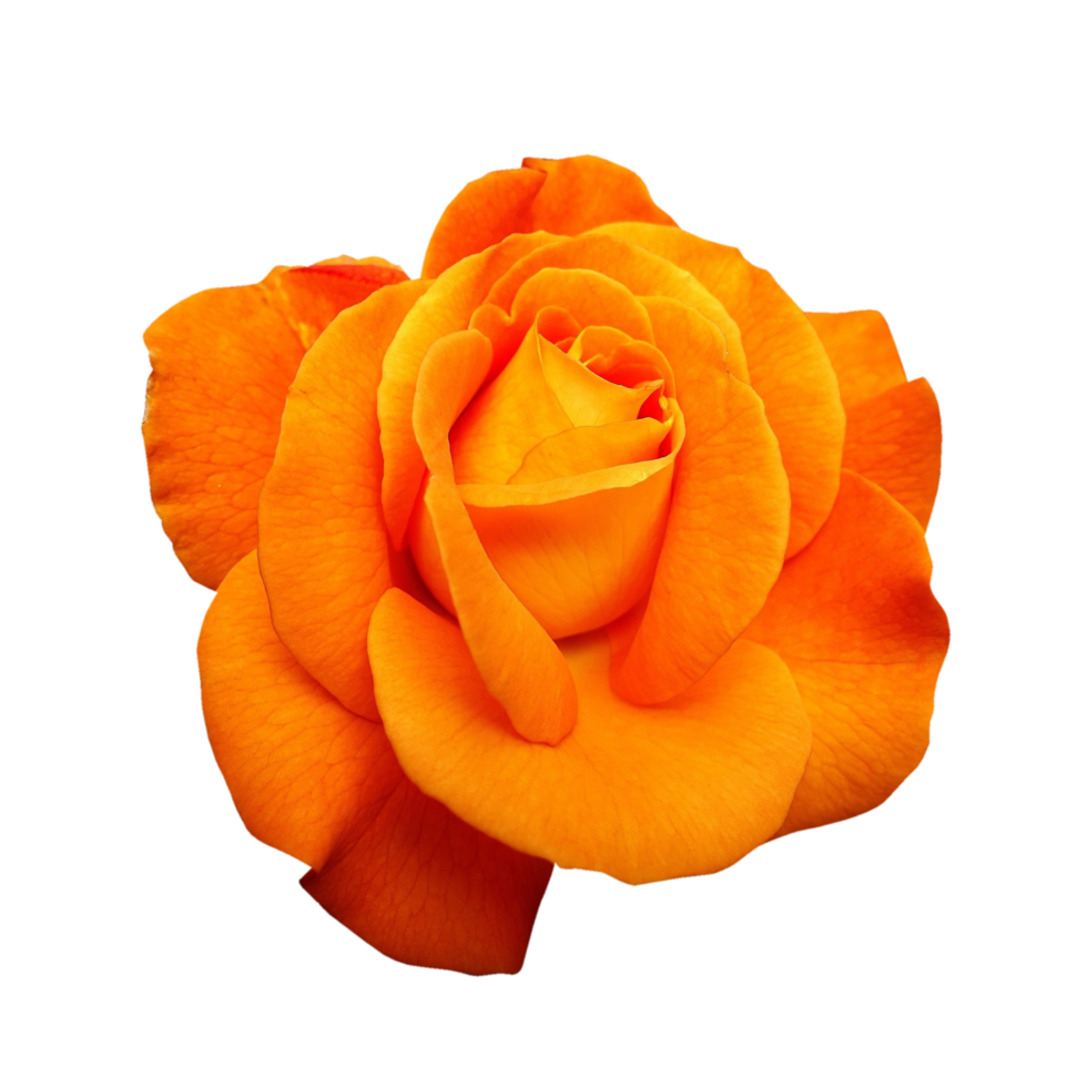 Pink rose transparent background png