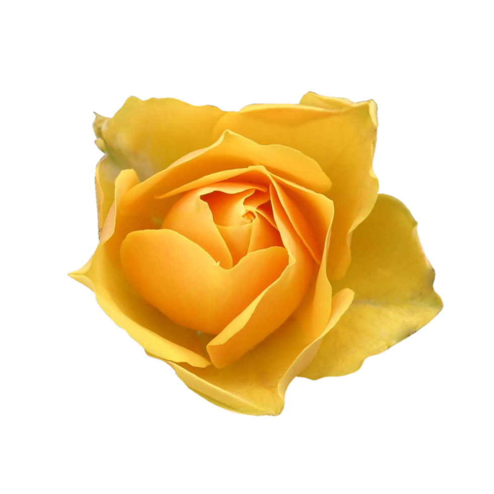 rose jaune transparente png