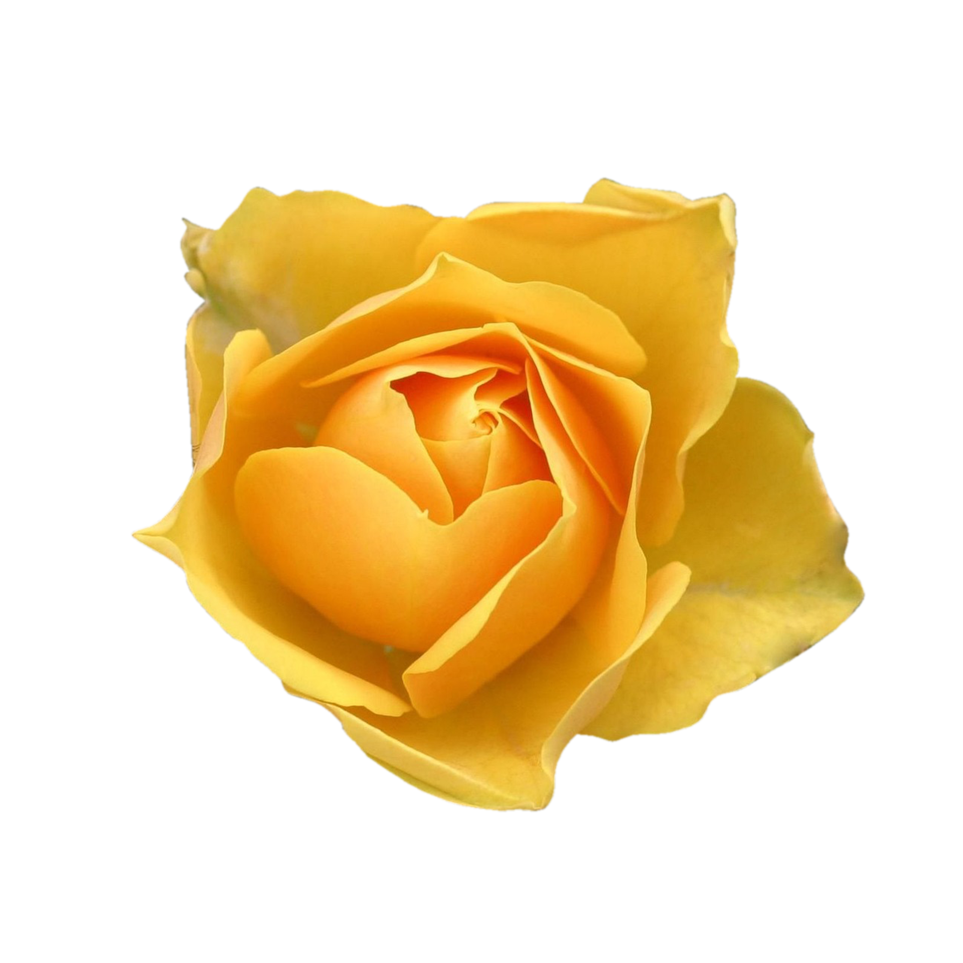 yellow rose transparent 13218091 PNG