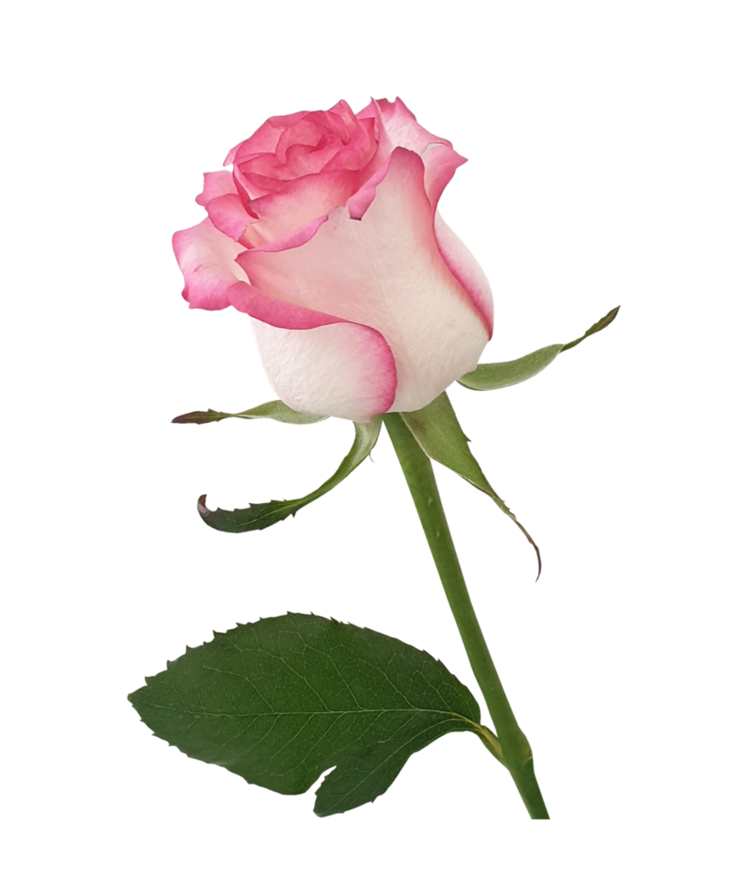 rosa rose transparent png