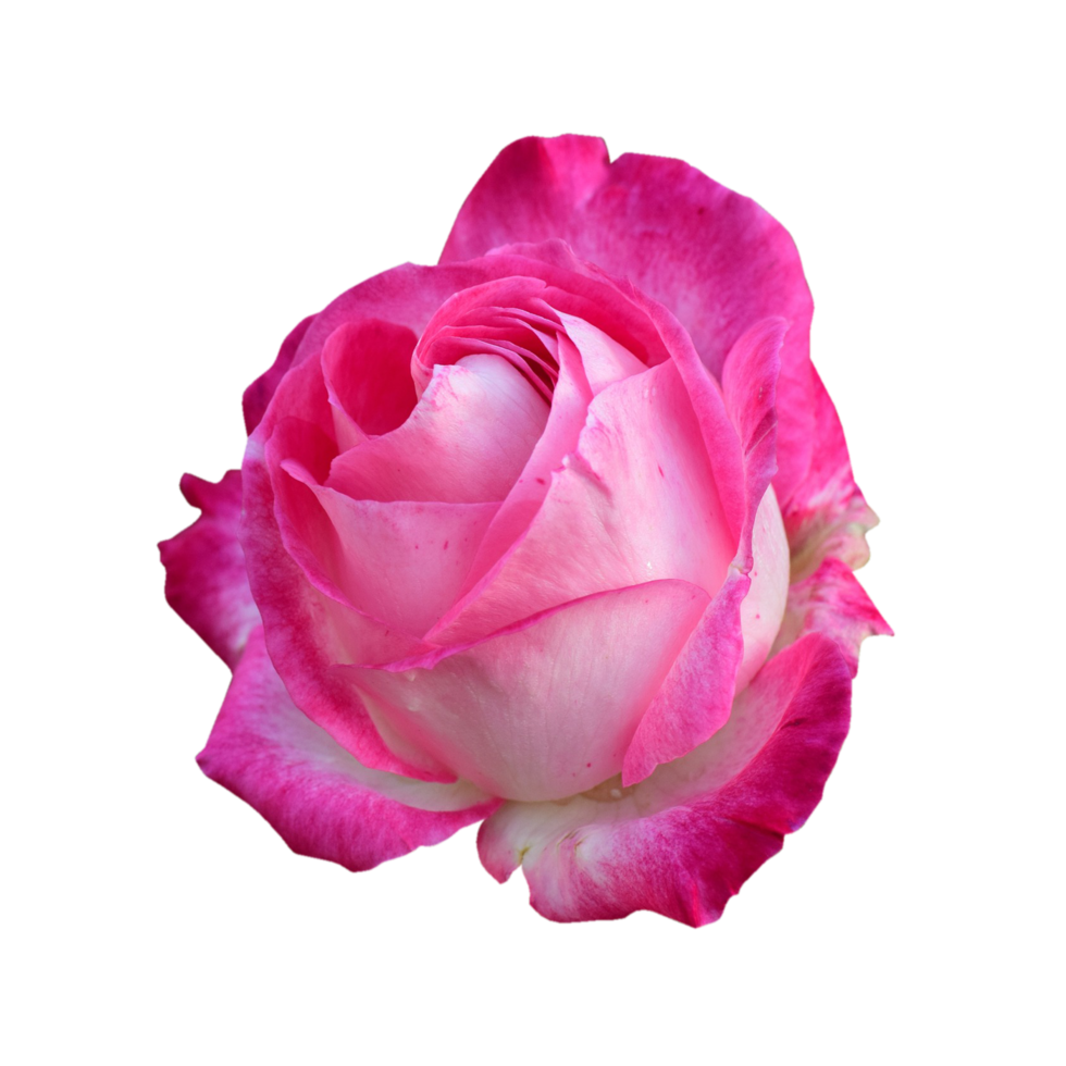 roze roos transparant achtergrond png