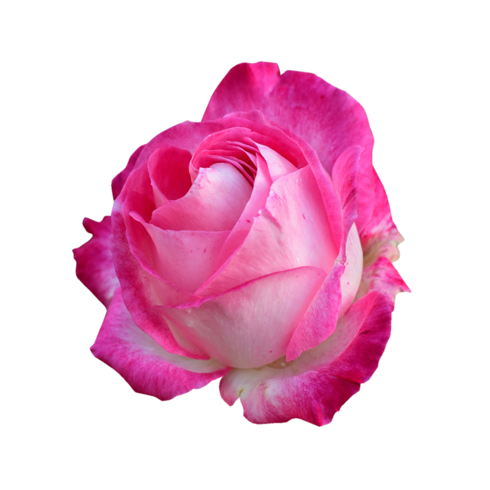 Pink rose transparent background png