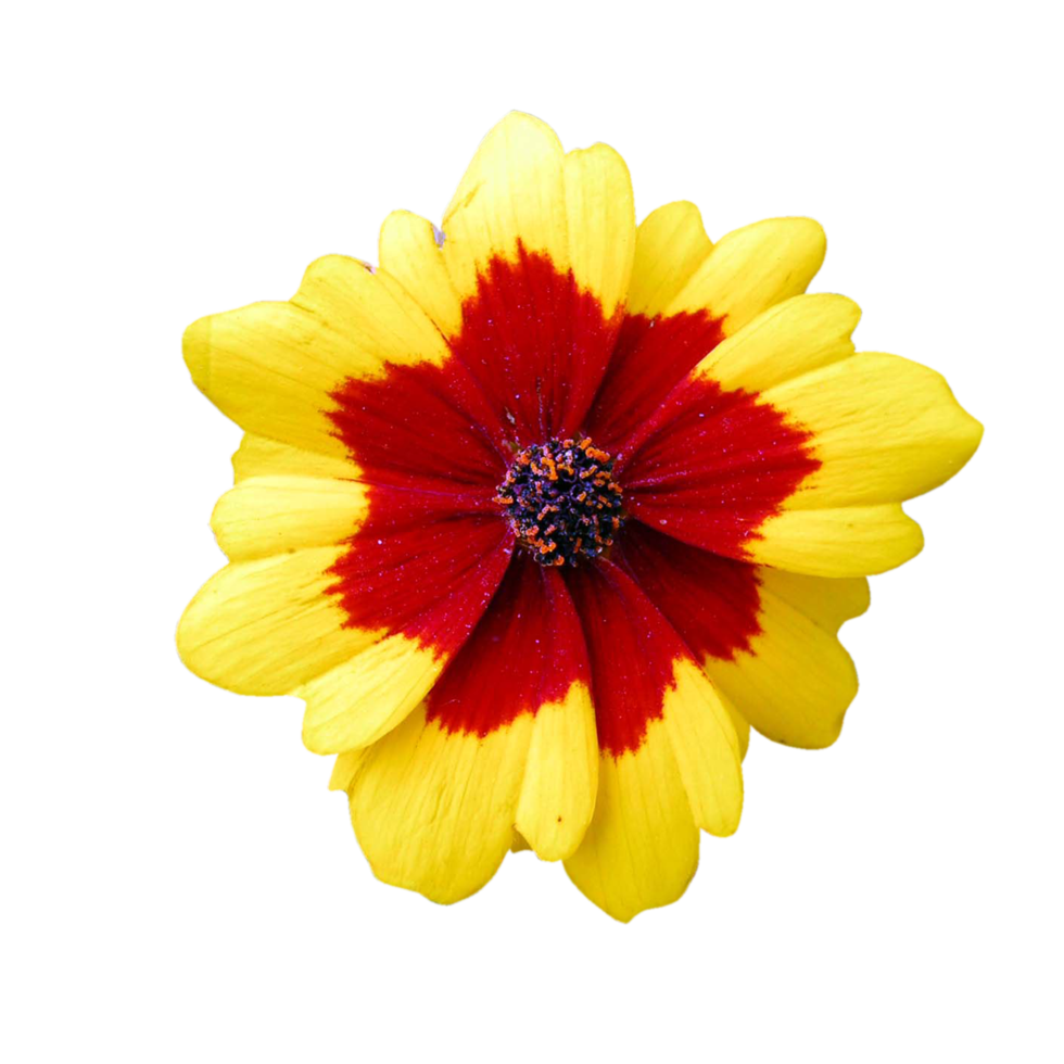 slätter coreopsis transparent png