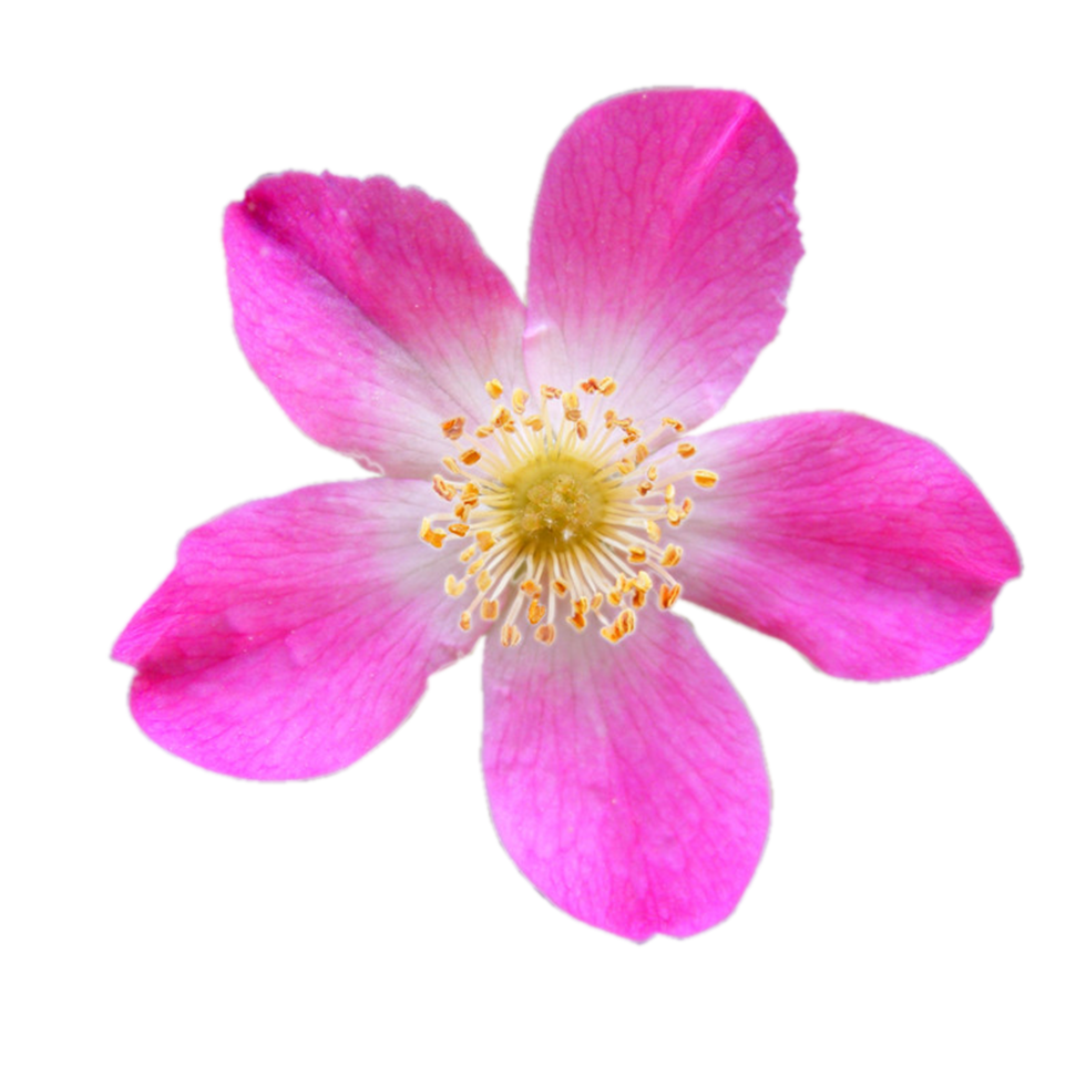 rose glauque transparente png