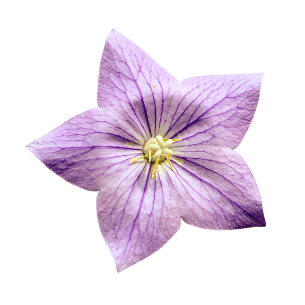 platycodon grandiflorus durchsichtig png